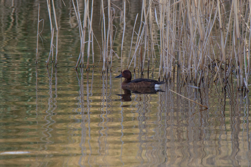 Ferruginous Duck