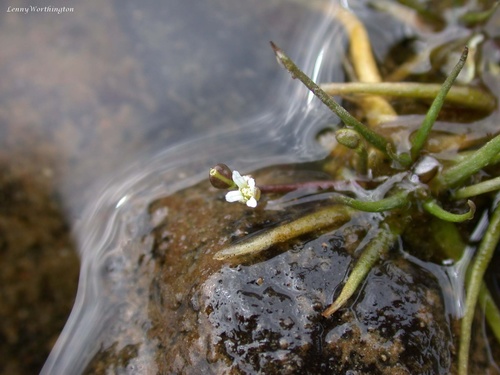 Subularia aquatica ssp. aquatica
