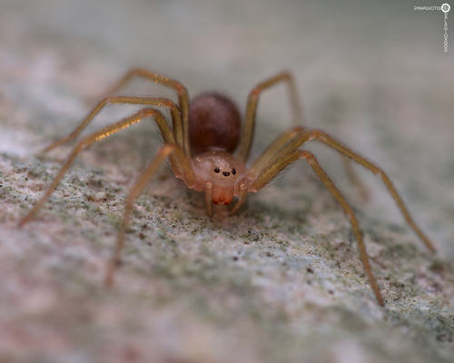 Mediterranean recluse