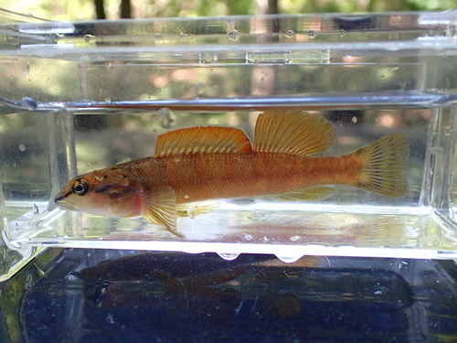 Bronze Darter