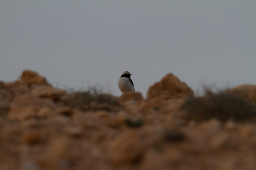 Maghreb Wheatear