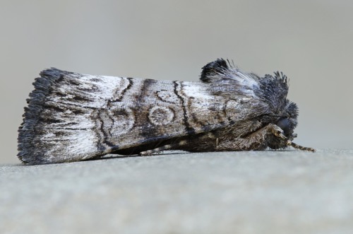 Saunders' Sallow
