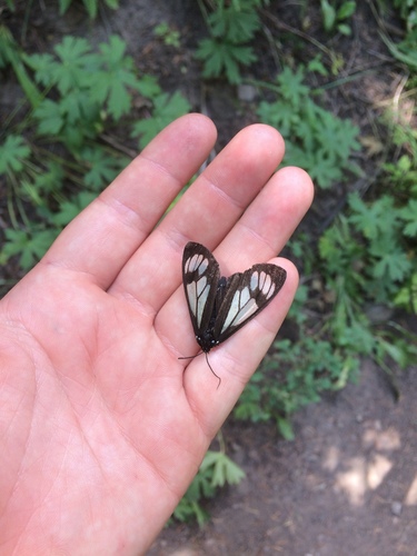 Police Car Moth