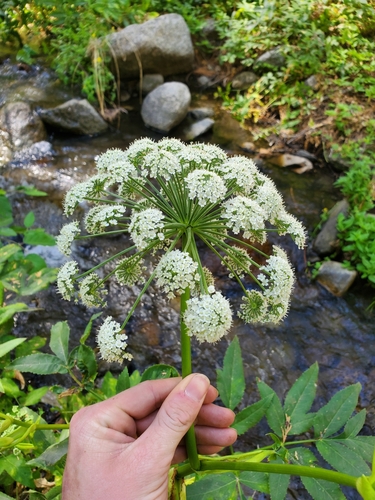Call's angelica (Angelica callii)