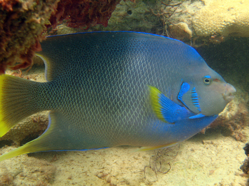 Blue Angelfish