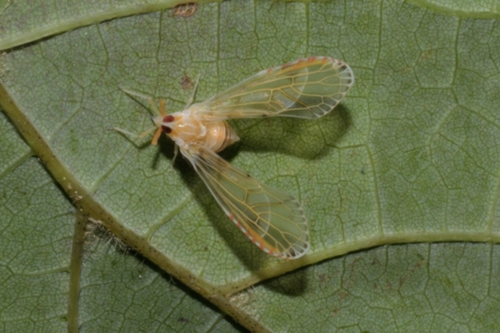 Insects Id: Anotia bonnetii, Anotia bonnetii