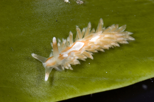 Anteaeolidiella lurana (Ev.Marcus & Er.Marcus, 1967)