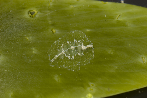 Vallicula multiformis Rankin, 1956