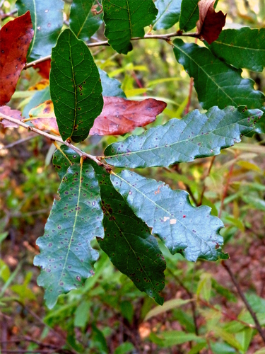 Quercus toxicodendrifolia