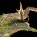 Epicadinus trispinosus - Photo (c) Projeto Mantis, כל הזכויות שמורות, הועלה על ידי Projeto Mantis
