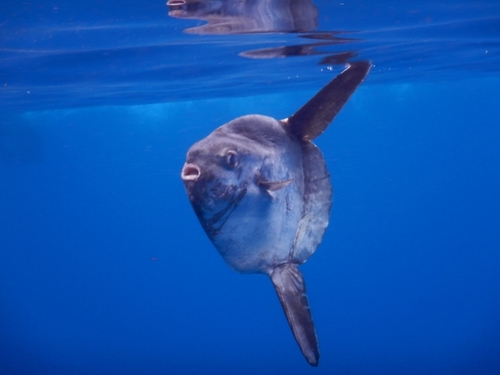 Common Mola