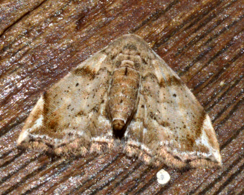 Decticryptis deleta