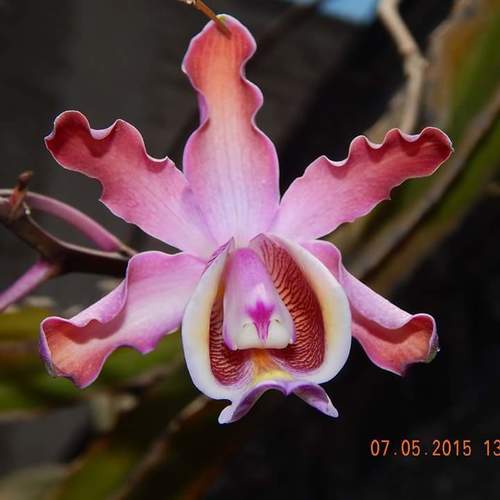 Myrmecophila grandiflora