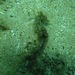 Observation photo