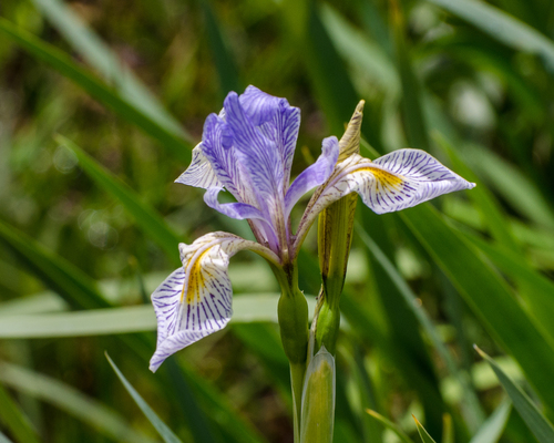 western blue flag