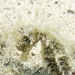 Observation photo