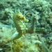 Observation photo