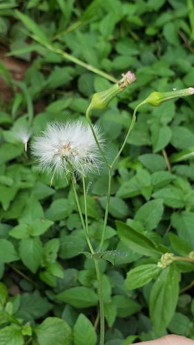 Emilia sonchifolia image