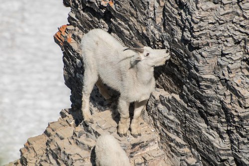 Mountain Goat