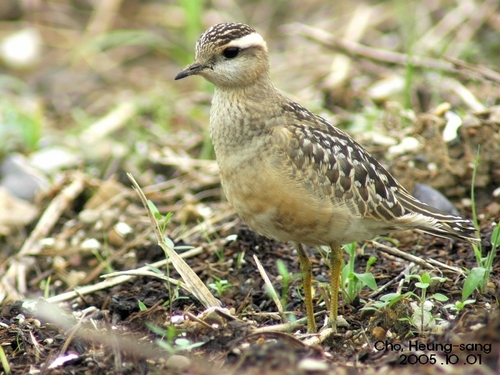 Eurasian Dotterel
