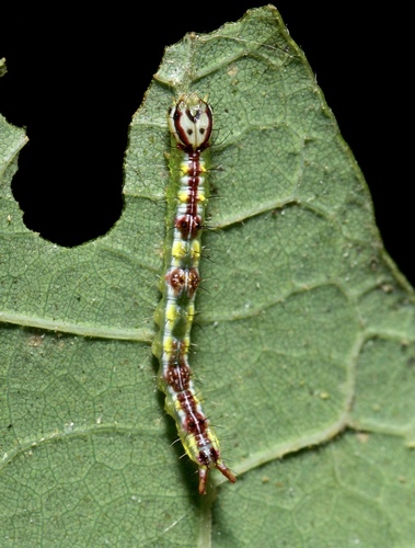 Variable Oakleaf Caterpillar Moth