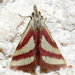 Whip-marked Snout Moth - Photo (c) Missy McAllister Kerr, all rights reserved, uploaded by Missy McAllister Kerr