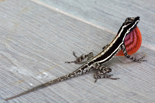 Taylor's Anole
