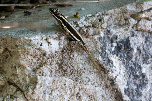 Taylor's Anole