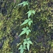 Gynostemma pentaphyllum - Photo (c) 周明煌, todos los derechos reservados, subido por 周明煌