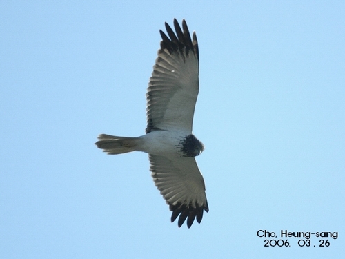 Eastern Marsh Harrier