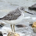 Nordmann's Greenshank - Photo (c) 조흥상, all rights reserved, uploaded by 조흥상