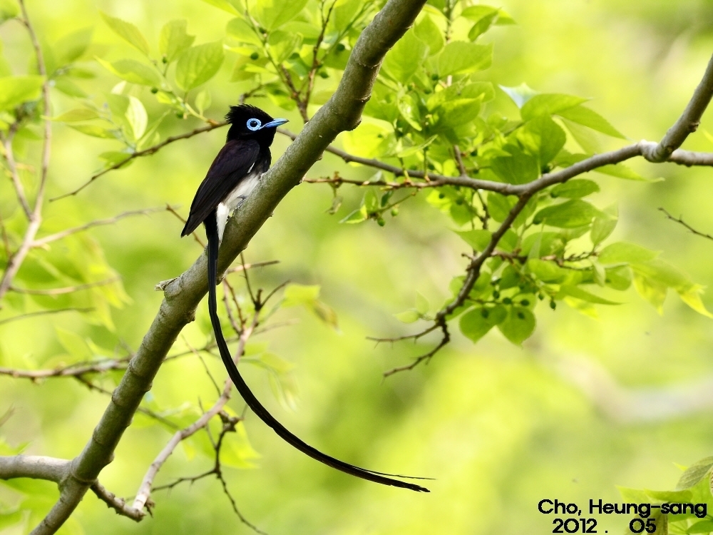 Black Paradise-Flycatcher (Terpsiphone atrocaudata) photo