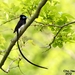 Japanese Paradise-Flycatcher - Photo (c) 조흥상, all rights reserved, uploaded by 조흥상