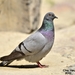Hill Pigeon - Photo (c) 조흥상, all rights reserved, uploaded by 조흥상