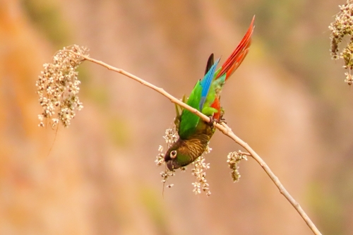 Pyrrhura molinae flavoptera
