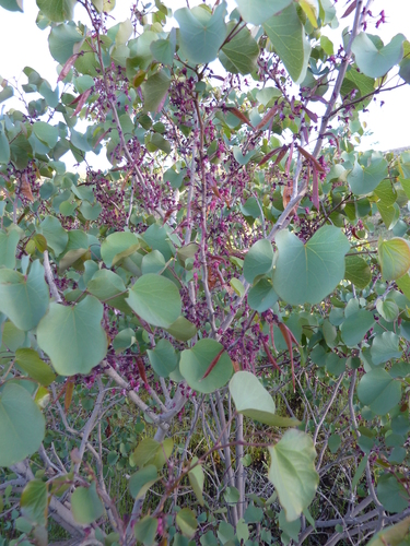 Griffith's redbud
