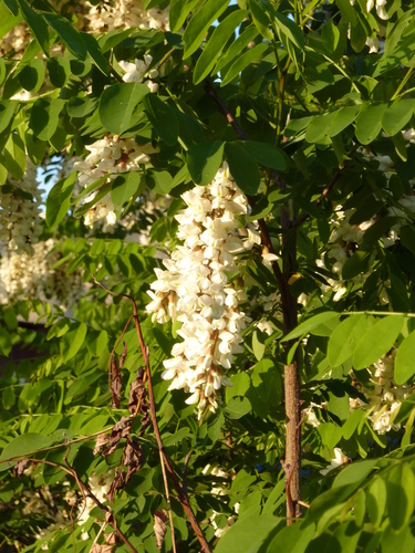 black locust