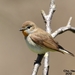 Taiga Flycatcher - Photo (c) 조흥상, all rights reserved, uploaded by 조흥상