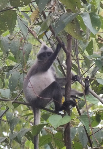 Bicolored Banded Langur (Presbytis bicolor) — Data Deficient Mammalia
