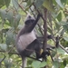 Bicolored Banded Langur - Photo (c) Suryo Suhono, all rights reserved, uploaded by Suryo Suhono