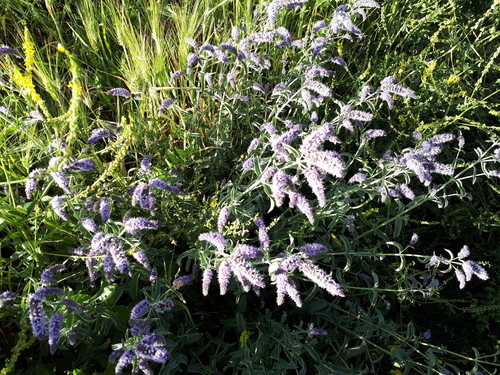 Asian Horse Mint