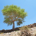 Populus afghanica - Photo (c) Sviatoslav Kaverin, todos os direitos reservados, uploaded by Sviatoslav Kaverin