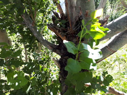 Afghan Poplar
