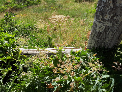 Heracleum lehmannianum