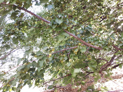apricot