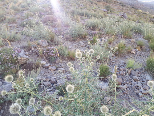 Echinops maracandicus
