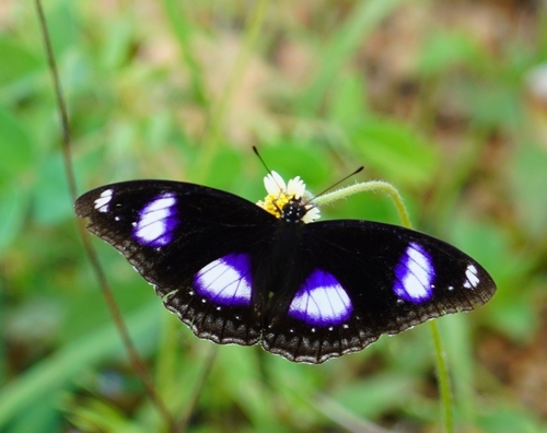 Great Eggfly
