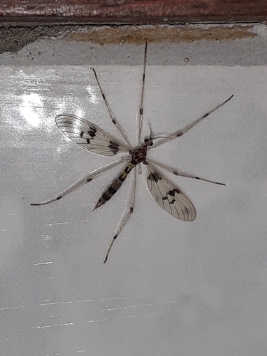 Neognophomyia