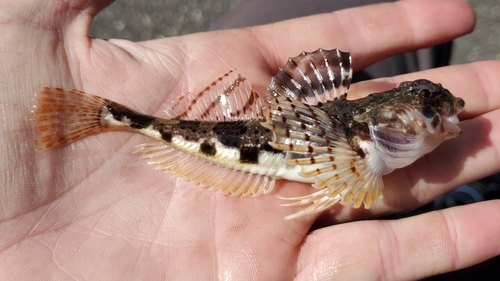 Arctic Staghorn Sculpin
