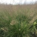 Prairie Dropseed - Photo (c) aparm7, all rights reserved